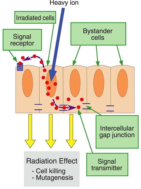 Fig.4-24 Bystander effect