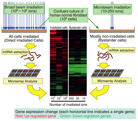 Fig.4-25 Microarray analysis of genes activated in bystander cells