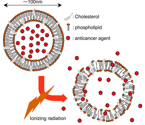 Fig.4-26 Schematic of a liposome opened by radiation