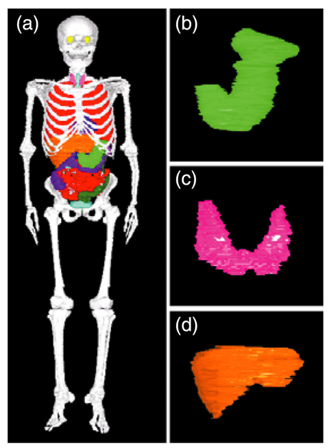 Fig.7-16 Three dimensional anterior views of (a) whole body, (b) stomach, (c) thyroid and (d) liver of Japanese voxel phantom in upright posture