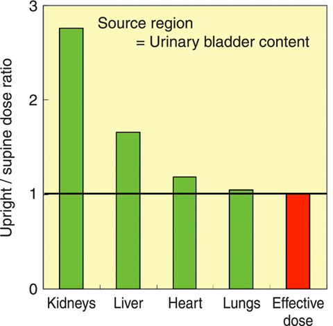 Fig.7-17 Comparison of organ doses and effective doses due to the intake of 131Cs when upright and when supine