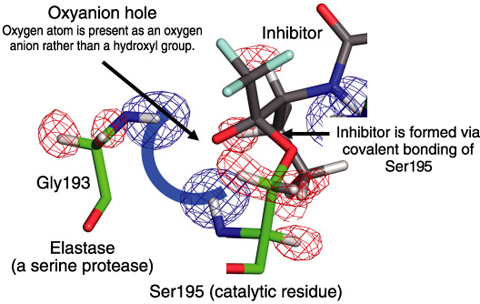 Fig.4-23　Oxyanion hole in the active center of elastase observed by neutron diffraction