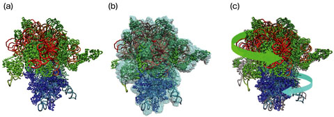 Fig.4-24　Three-dimensional structures of a ribosome determined by different methods