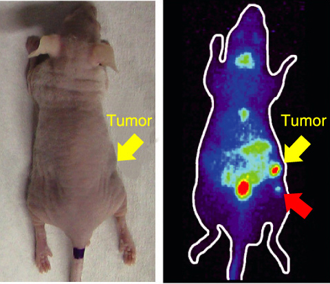 Fig.4-26　Photo of a pheochromocytoma-bearing mouse (left) and PET imaging at 3 h after administration of 76Br-MBBG (right)