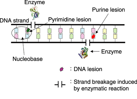 Fig.7-10　Detection of nucleobase lesions by enzymes