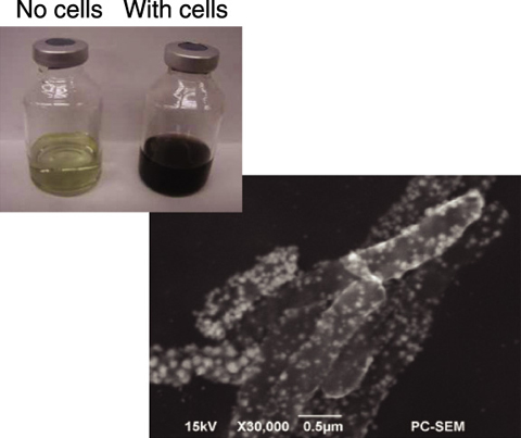 Fig.7-8　Photographs of platinic acid solution with and without iron reducing bacteria (upper left), and SEM of iron reducing bacteria after exposure to a platinic acid solution (lower right).