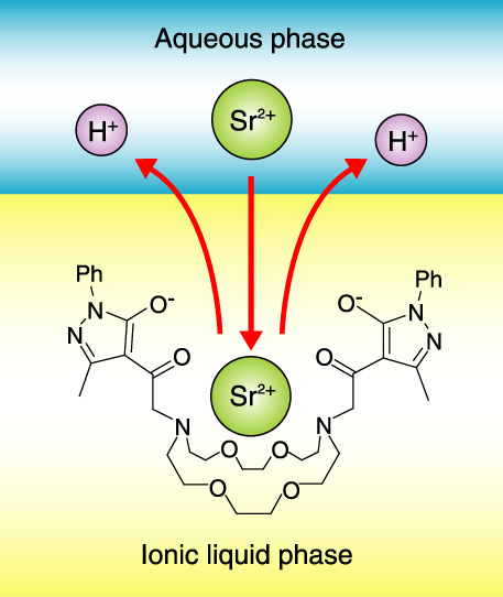 Fig.8-14　Extraction of strontium ions into ionic liquids with diazacrown ether bearing β-diketone fragments