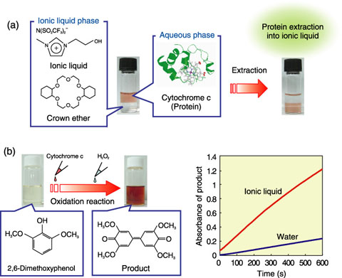 Fig.8-15　Protein extraction into ionic liquid and biocatalytic reaction