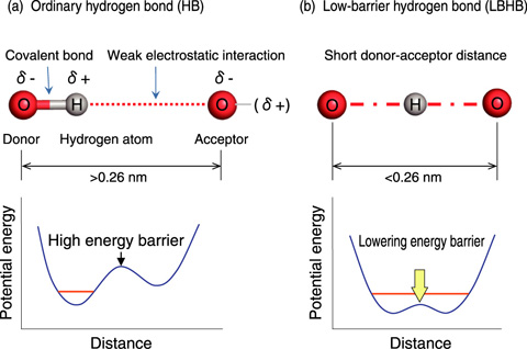 Fig.4-21　General aspects of an ordinary hydrogen bond (HB) and a low-barrier hydrogen bond (LBHB)
