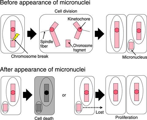 Fig.4-25　Appearance of micronuclei and their fate