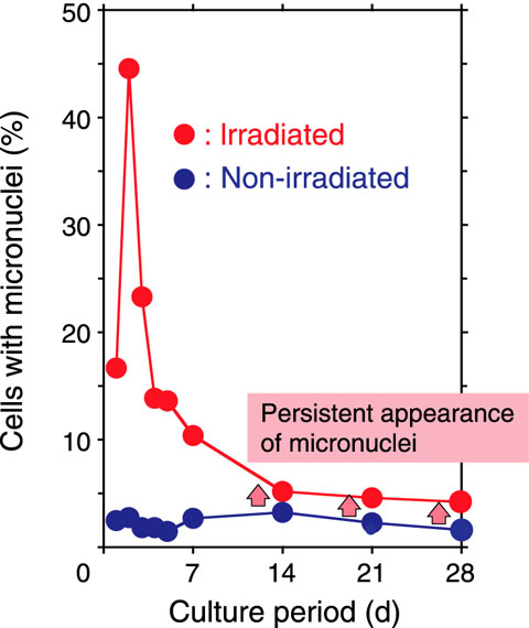 Fig.4-26　Persistent appearance of micronuclei after irradiation