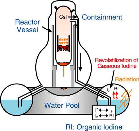 Fig.5-15　Revolatilization of iodine under severe accident conditions