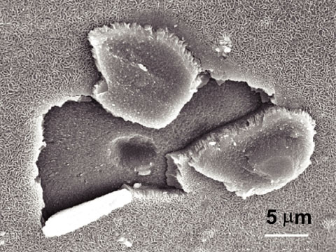 Fig.5-18　A scanning electron microscope image of the surface of glass leached in MgCl2 solution at 90 °C