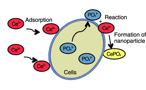 Fig.6-12　Nanoparticle formation mechanism on cell surface of microorganism