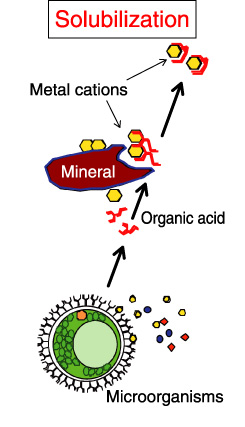 Fig.6-2　Solubilization of absorbed metal ions on minerals by organic acid