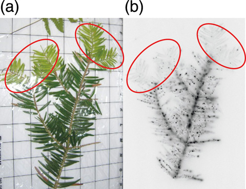 Fig.1-35　Autoradiograph image of Torreya nucifera