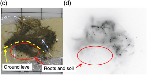 Fig.1-36　Autoradiograph image of meadow grass