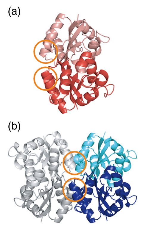 Fig.5-19　Three-dimensional structures HaNDKs