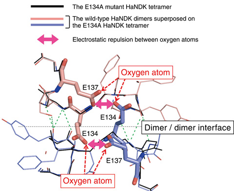 Fig.5-20　The tetramer is the interface newly created by two dimer units of the E134A mutation