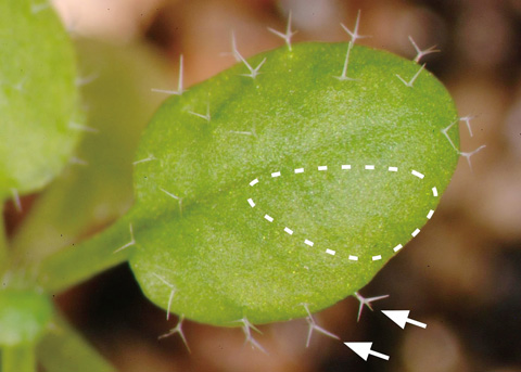 Fig.5-23　Detection of mutations by utilizing trichomes