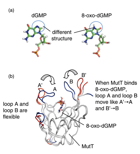 Fig.8-18　Structure of dGMP, 8-oxo-dGMP, and MutT