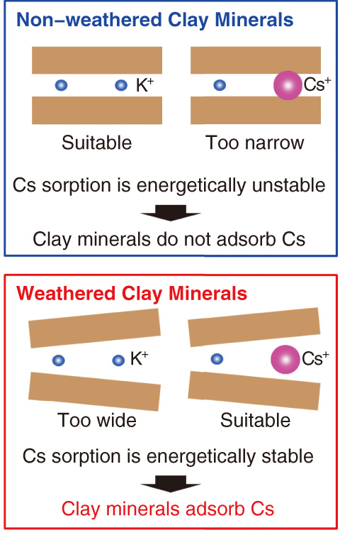 Fig.1-12　Schematic of adsorption mechanism of cesium to weathered clay minerals
