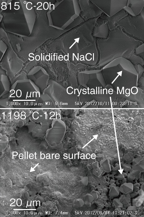 Fig.1-29　SEM images of (U,Zr)O2 pellet surface heat-treated with sea salt