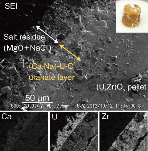 Fig.1-30　SEM and X-ray images of cross section of (U,Zr)O2 pellet heat-treated with sea salt at 1002 °C under airflow