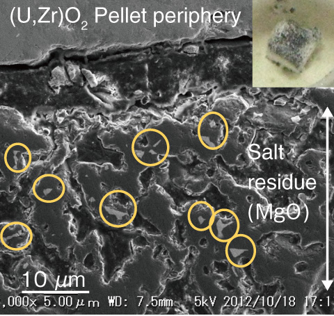 Fig.1-31　SEM image of cross section of (U,Zr)O2 pellet heat-treated with sea salt at 1002 °C under argon gas flow