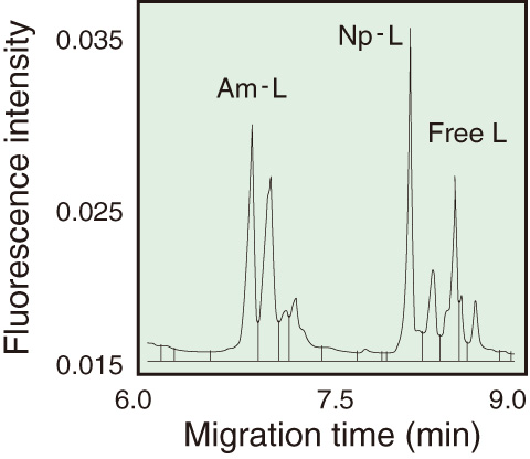 Fig.10-6　Typical electropherogram of actinide complexes of Am and Np