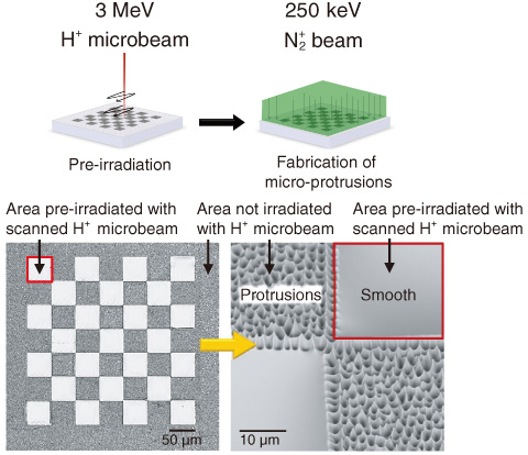 Fig.13-20　Checkerboard pattern consisting of smooth and micro-protrusion areas fabricated with a scanned H+ microbeam before uniform N2+ beam irradiation