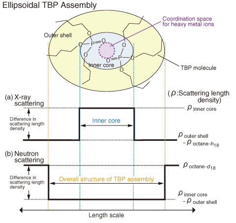 Fig.5-20　Diagram for scattering contrast and partial structure of ellipsoidal TBP assembly in X-ray and neutron scattering experiments