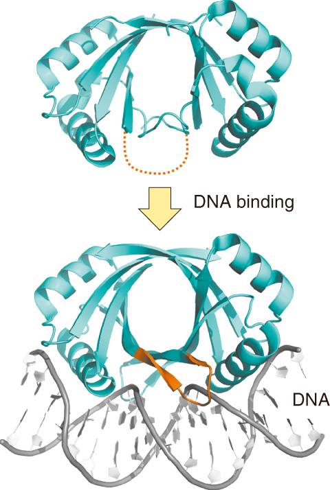 Fig.5-5　Conformational changes in bovine papillomavirus E2 protein upon DNA binding