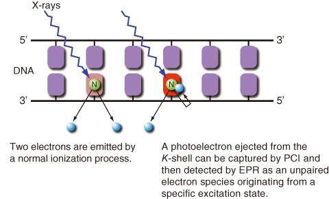 Fig.7-10　K-shell photoabsorption processes at specific atoms in DNA (nitrogen K-shell photoabsorption is shown as an example)