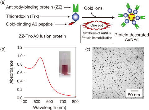 Fig.8-16　Synthesis of AuNPs and immobilization of protein using ZZ-Trx-A3 fusion protein