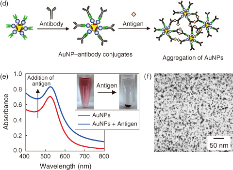 Fig.8-17　Immobilization of antibody on AuNPs and immunoassay