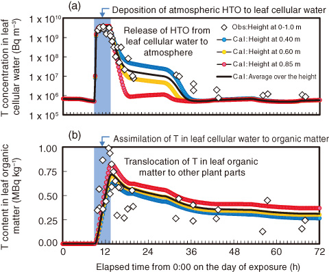 Fig.8-22　Reconstruction simulation of experiment in which grape plants were exposed to atmospheric HTO vapor