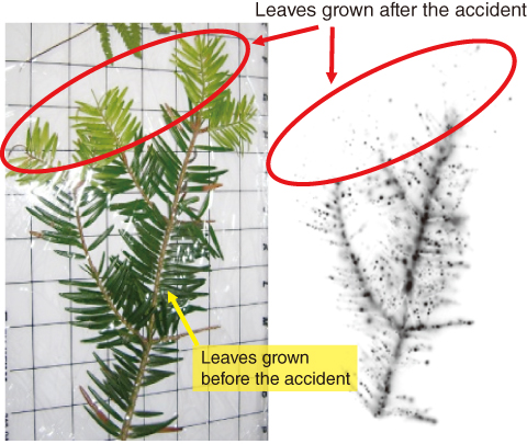 Fig.1-16　Autoradiograph (AR) image of Torreya nucifera sampled after 2 months of the accident 