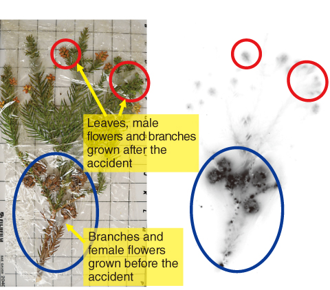 Fig.1-17　AR image of Cryptomeria japonica sampled after about 2 years of the accident