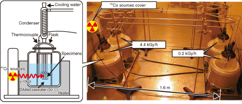 Fig.1-30　Corrosion testing of steel specimens under γ-ray irradiation