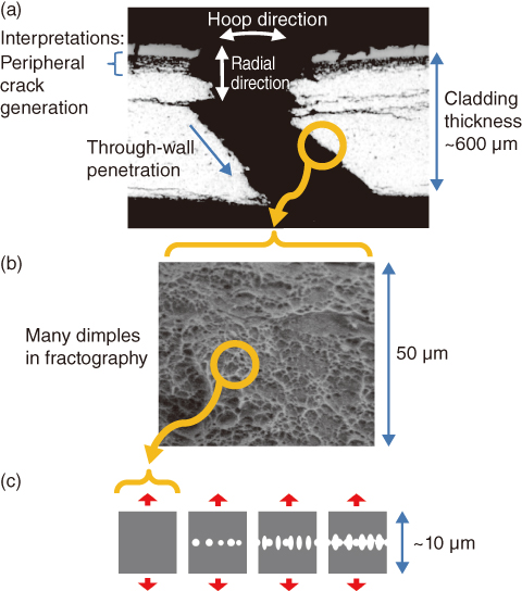 Fig.2-3　Failure of long-term used fuel cladding and modelling