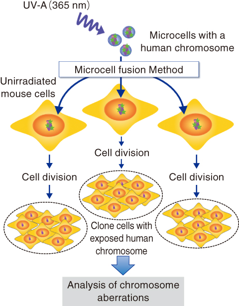 Fig.3-10　Transfer of damaged DNA by a microcell fusion method