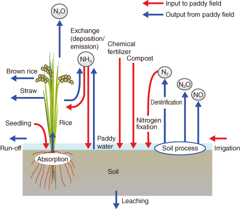 Fig.4-21　Nitrogen cycling at rice paddy