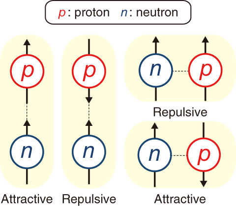 Fig.4-3　Interaction due to tensor force between proton and neutron