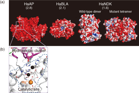 Fig.5-22　X-ray crystal structures of the halophilic proteins