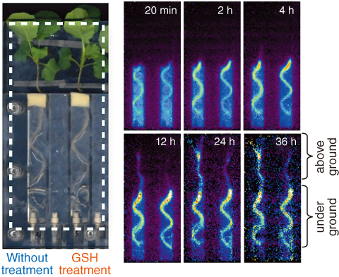 Fig.5-26　Root-zone imaging of Cd in oilseed rape plants