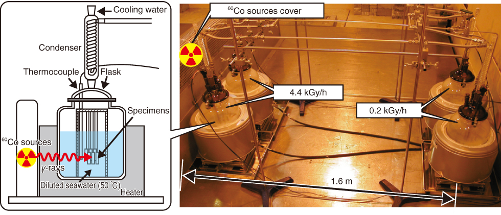 Fig.1-30　Corrosion testing of steel specimens under γ-ray irradiation