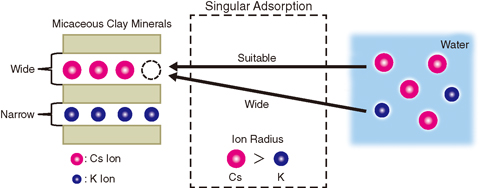 Fig.1-17 Model of ion-exchange reaction between micaceous clay mineral and water and the mechanism of singular adsorption