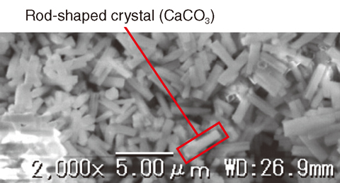 Fig.1-34 SEM images of the deposited crystals