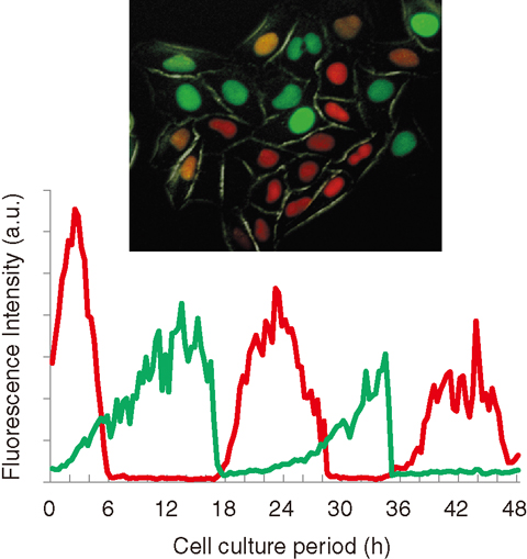 Fig.3-10 Timecourse of the fluoresce profile of HeLa-Fucci cells